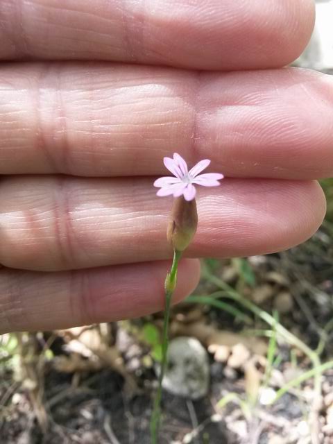 Petrorhagia dubia (Caryophyllaceae)